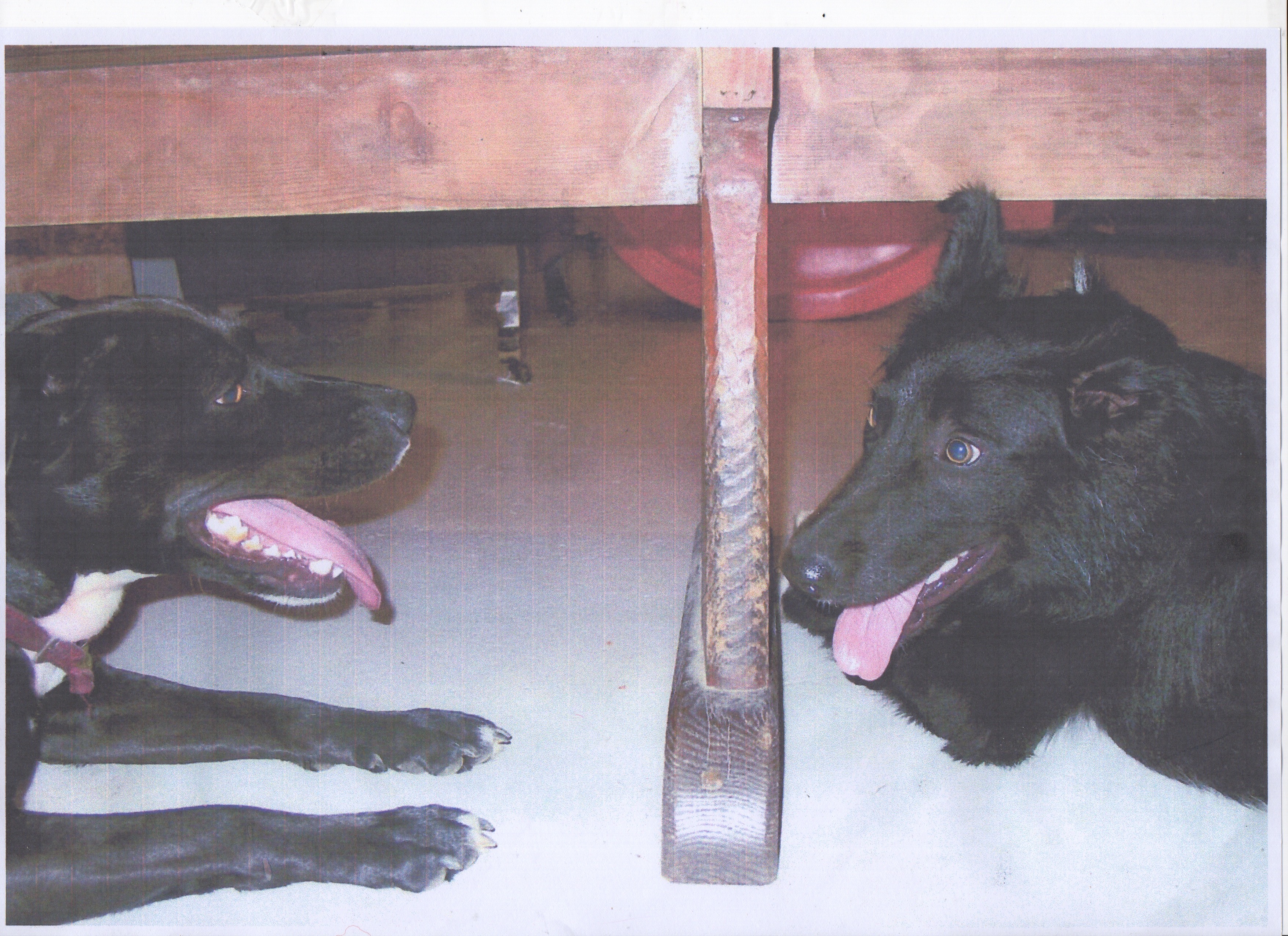 Two black dogs looking at each other, panting